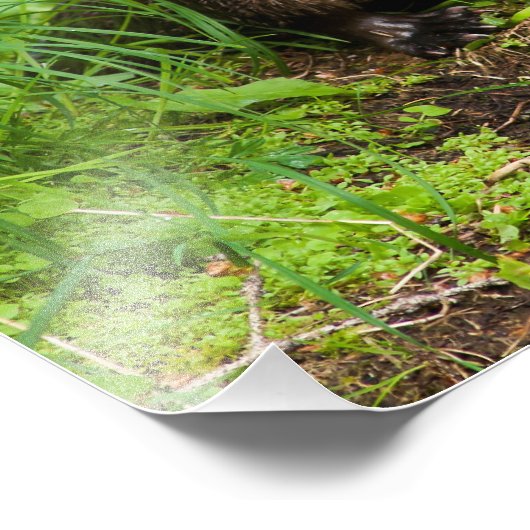 Clever River Otter Fotodruck (Ecke)