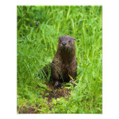 Clever River Otter Fotodruck (Vorne)