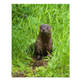Clever River Otter Fotodruck