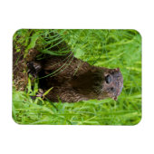 Clever River Otter Magnet (Horizontal)