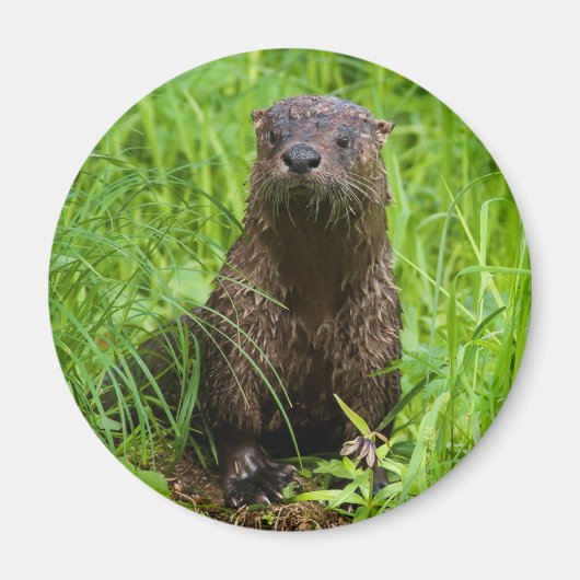Clever River Otter Magnet (Vorne)