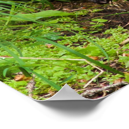 Clever River Otter Poster (Ecke)