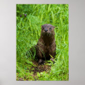 Clever River Otter Poster (Vorne)