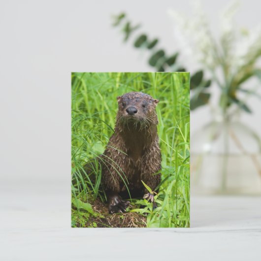 Clever River Otter Postkarte (Stehend Vorderseite)