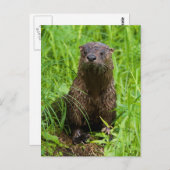 Clever River Otter Postkarte (Vorne/Hinten)