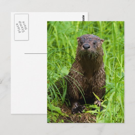 Clever River Otter Postkarte (Vorne/Hinten)