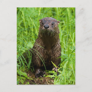 Clever River Otter Postkarte