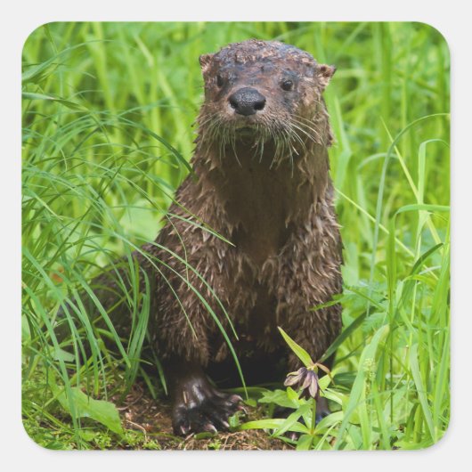 Clever River Otter Quadratischer Aufkleber (Vorderseite)