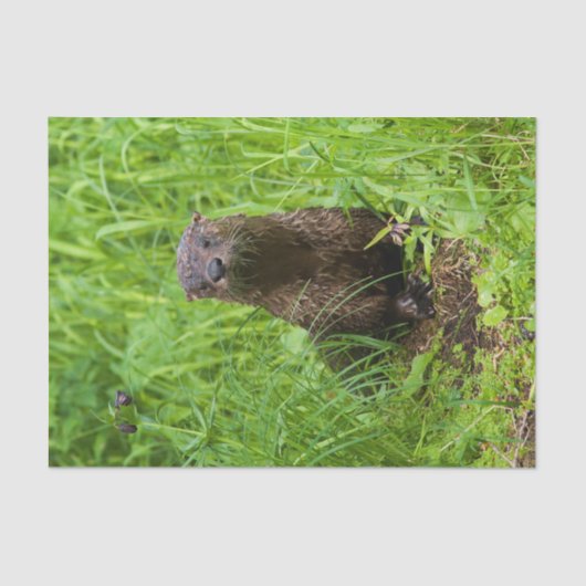Clever River Otter Seidenpapier (Vorderseite)