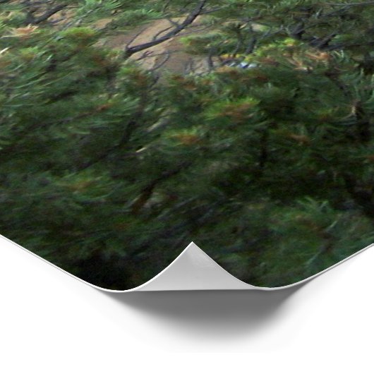 Cliff Palace Wide View Poster (Ecke)