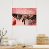 Cliff Swallows Poster (Küche)