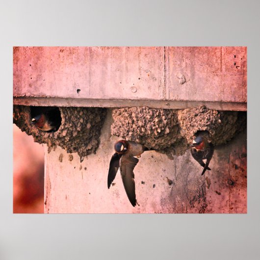 Cliff Swallows Poster (Vorne)