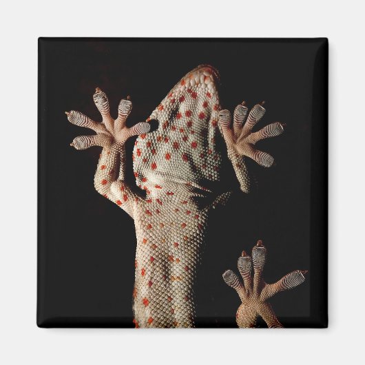 Climbing Gekko Magnet (Vorne)