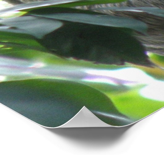 Climbing Sloth Poster (Ecke)