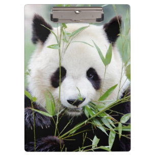 Clipboard Foto Riesenpanda , Tiere 0127. Klemmbrett