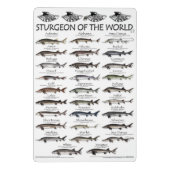 CLIPBOARD - PADDLEFISH TRIBAL & STURGEON POSTER MINI KLEMMBRETT (Rückseite)