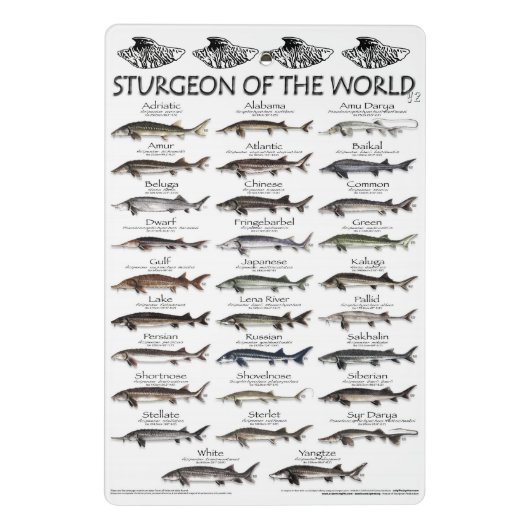 CLIPBOARD - PADDLEFISH TRIBAL & STURGEON POSTER MINI KLEMMBRETT (Rückseite)