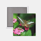 Clipper auf Pentas 1 Magnet (Vorderseite/Rückseite)