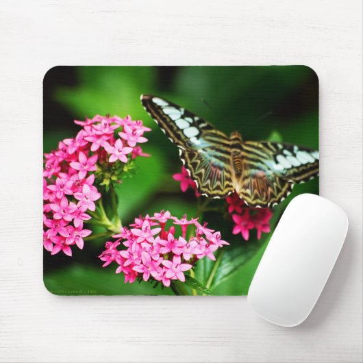 Clipper auf Pentas 1 Mousepad (Mit Mouse)