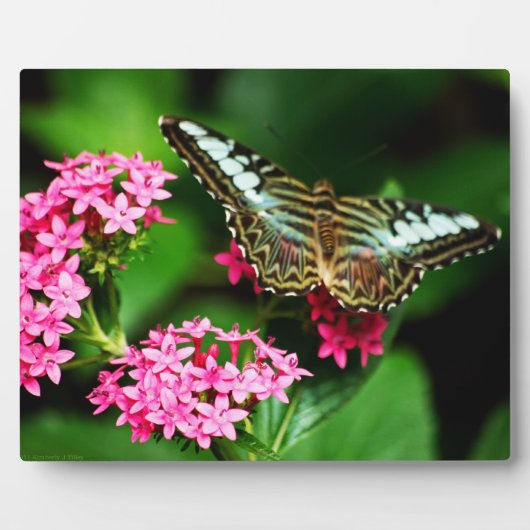 Clipper auf Pentas 1 Plaque Fotoplatte (Vorderseite)