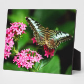 Clipper auf Pentas 1 Plaque Fotoplatte (Seite)