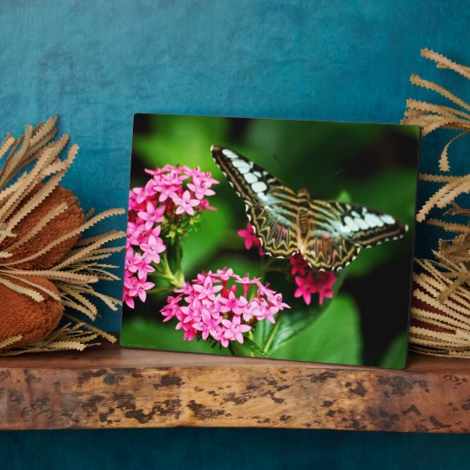 Clipper auf Pentas 1 Plaque Fotoplatte (Seite)