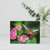 Clipper auf Pentas 1 Postkarte (Stehend Vorderseite)