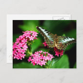 Clipper auf Pentas 1 Postkarte (Vorne/Hinten)