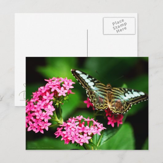 Clipper auf Pentas 1 Postkarte (Vorne/Hinten)