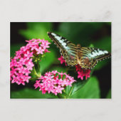 Clipper auf Pentas 1 Postkarte (Vorderseite)