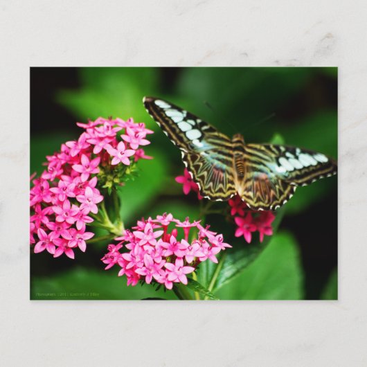 Clipper auf Pentas 1 Postkarte (Vorderseite)