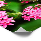 Clipper auf Pentas 1 Print Poster (Ecke)