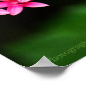 Clipper auf Pentas 1 Print Poster (Ecke)