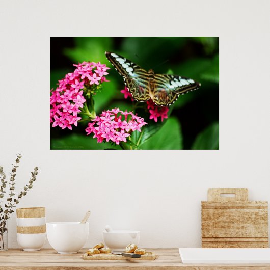 Clipper auf Pentas 1 Print Poster (Küche)