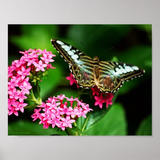 Clipper auf Pentas 1 Print Poster (Vorne)