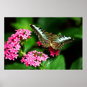 Clipper auf Pentas 1 Print Poster