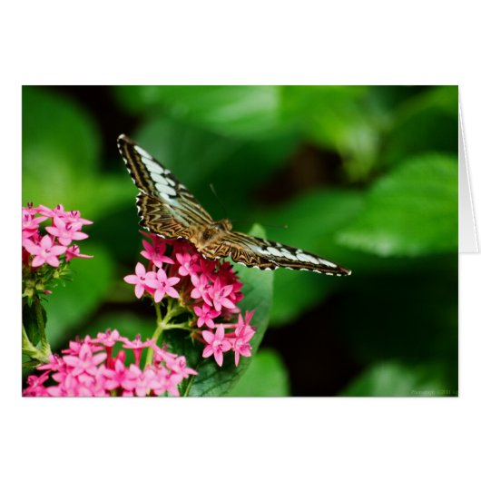 Clipper auf Pentas 2 Card (Vorderseite (Horizontal))