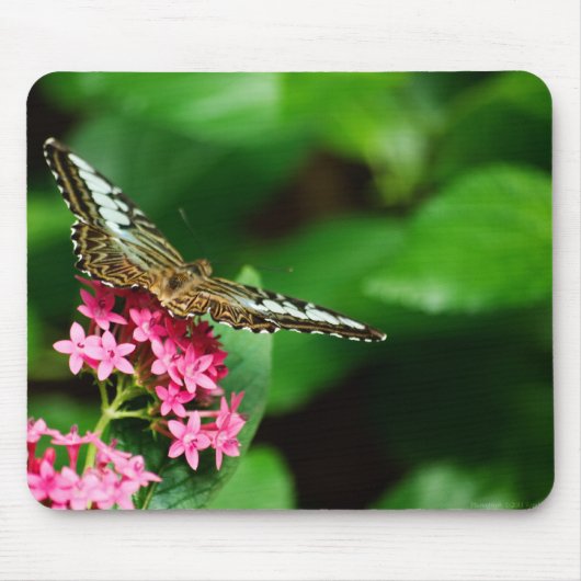 Clipper auf Pentas 2 Mousepad (Vorne)