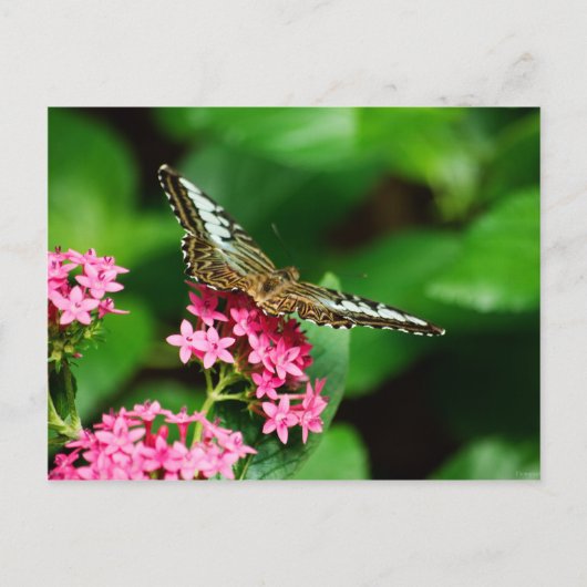 Clipper auf Pentas 2 Postkarte (Vorderseite)