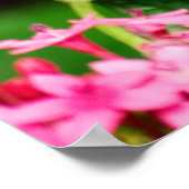 Clipper auf Pentas 2 Print Poster (Ecke)