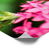 Clipper auf Pentas 2 Print Poster (Ecke)