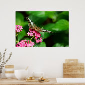 Clipper auf Pentas 2 Print Poster (Küche)