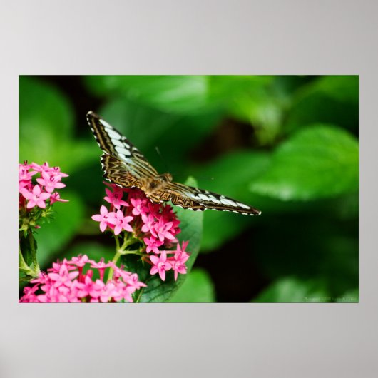 Clipper auf Pentas 2 Print Poster (Vorne)