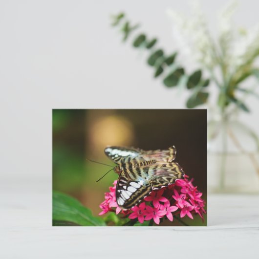 Clipper auf Pentas 3 Postkarte (Stehend Vorderseite)