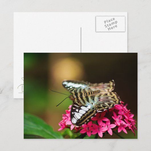 Clipper auf Pentas 3 Postkarte (Vorne/Hinten)