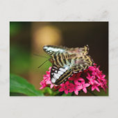 Clipper auf Pentas 3 Postkarte (Vorderseite)