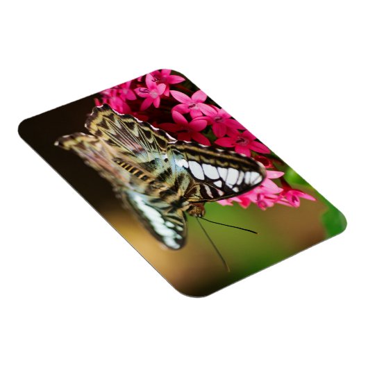 Clipper auf Pentas 3 Premium Magnet (Rechte Seite)