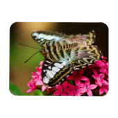 Clipper auf Pentas 3 Premium Magnet (Horizontal)