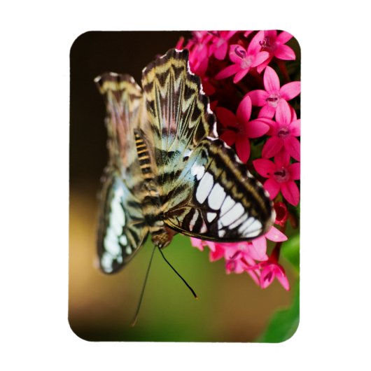 Clipper auf Pentas 3 Premium Magnet (Vertikal)