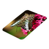 Clipper auf Pentas 3 Premium Magnet (Linke Seite)